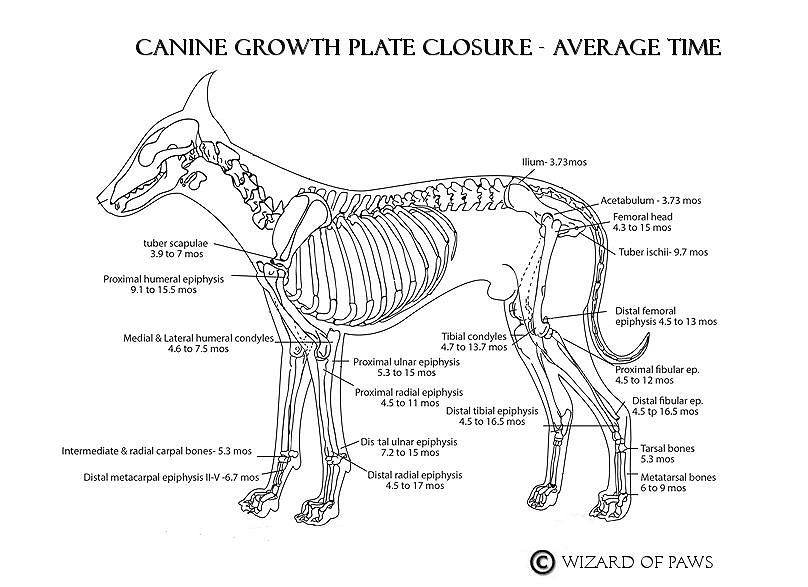 Canine Growth Plate Closures v2