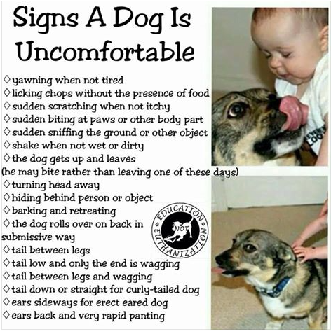 Signs A Dog Is Uncomfortable