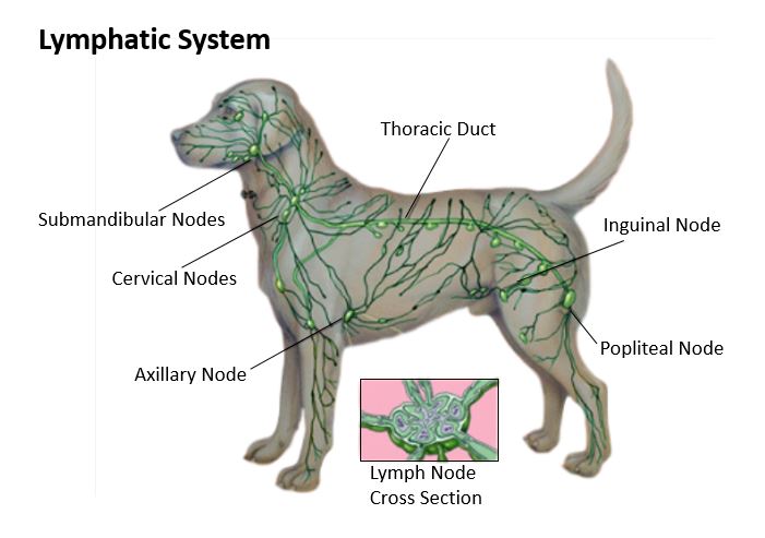 Main Systems Of The Canine Body Hal Zen