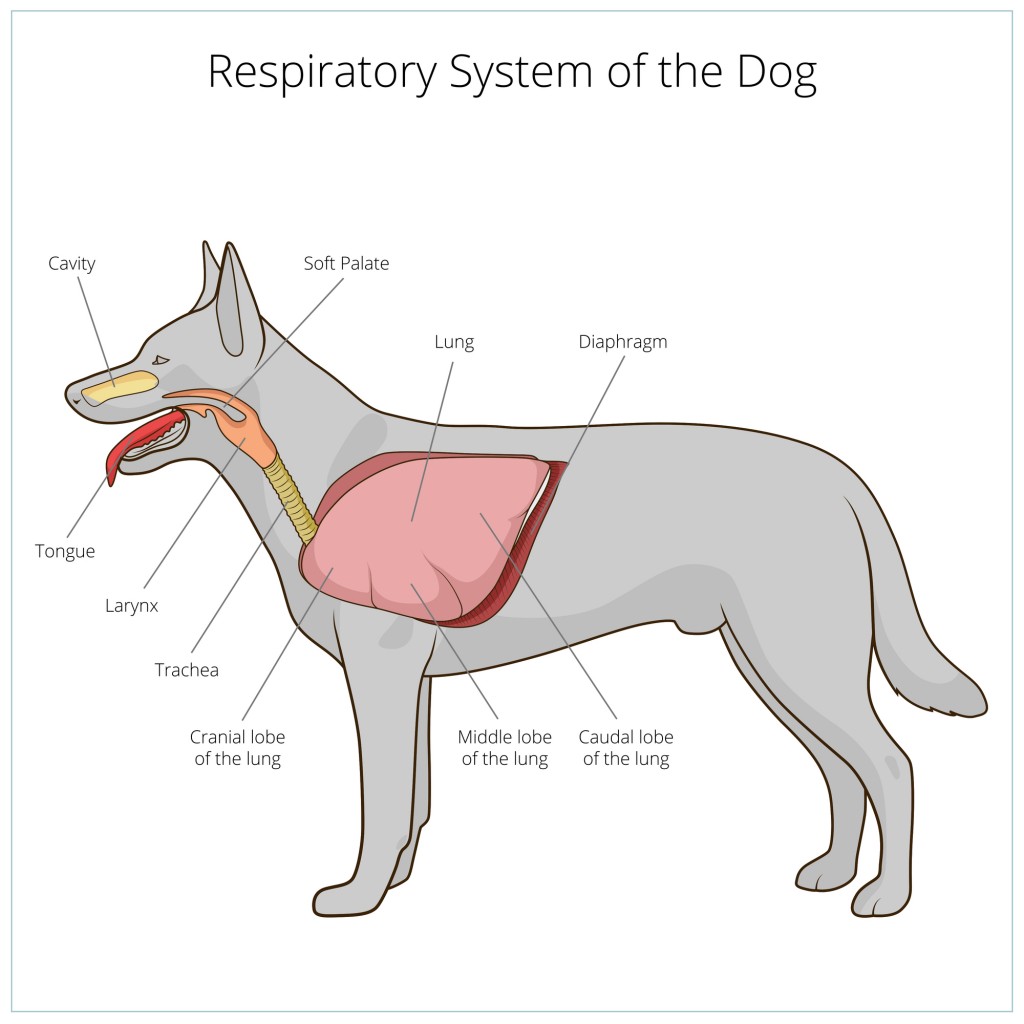 Respiratory System – Hal & Zen