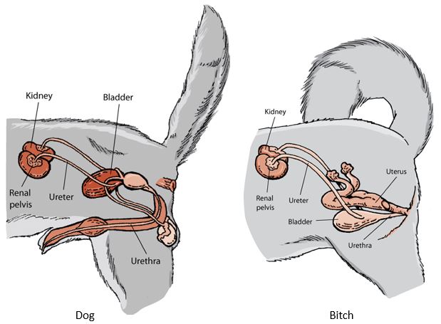 Main Systems Of The Canine Body Hal Zen
