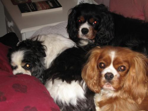 Charlie, Casey & Shandy